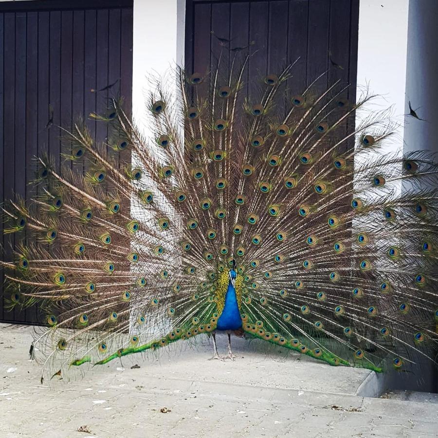 Peacock Lodge Wain ภายนอก รูปภาพ